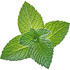 Brazilian peppermint